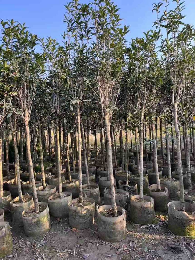 桂花树大量有货规格齐全电话联系可视频看货