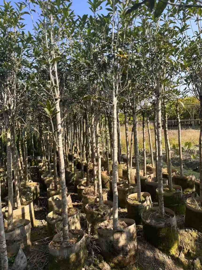 桂花树大量有货规格齐全电话联系可视频看货