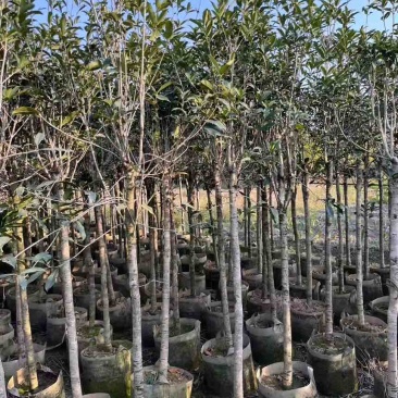 桂花树大量有货规格齐全电话联系可视频看货