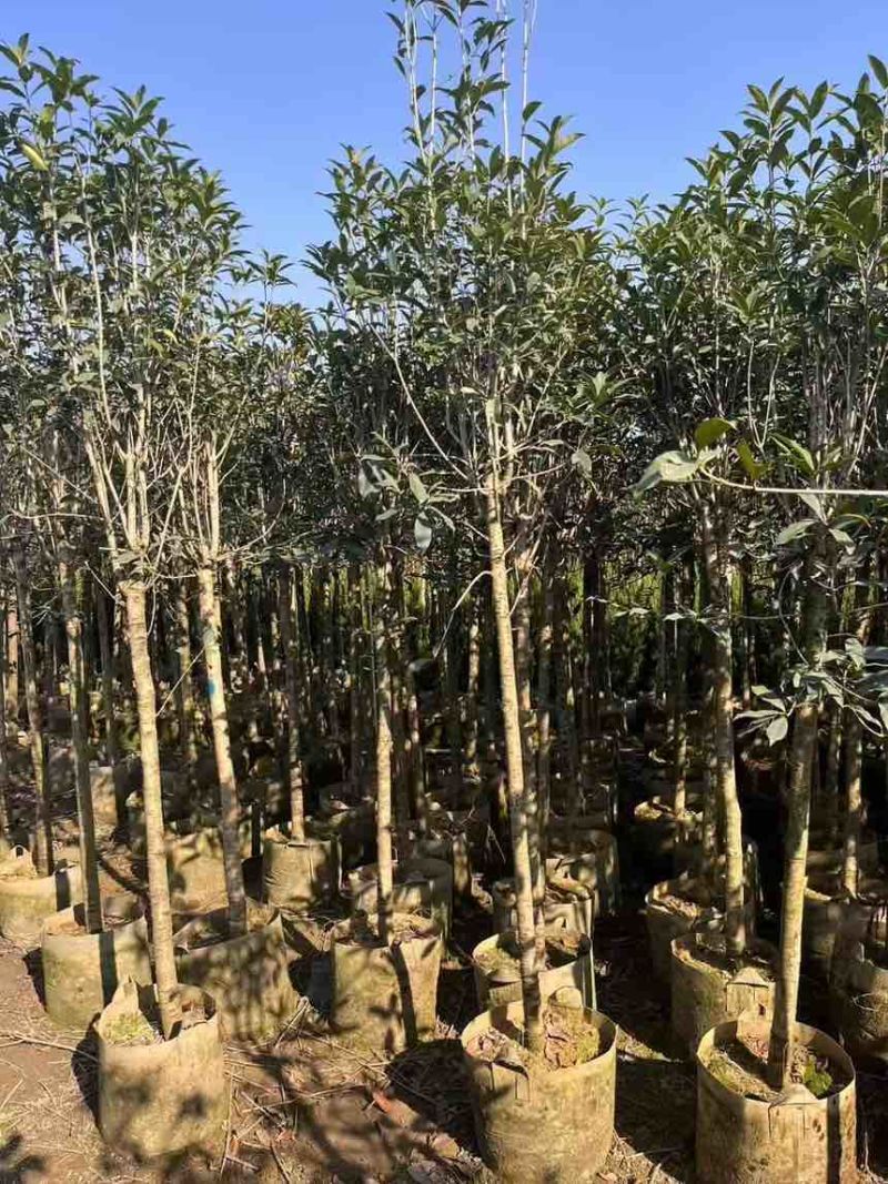 桂花树大量有货规格齐全电话联系可视频看货