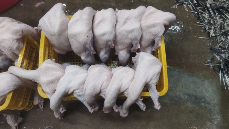 广东黑棕鹅