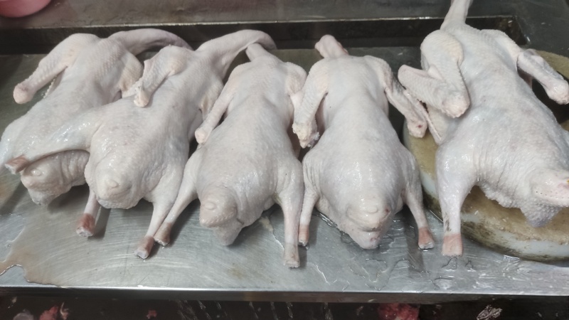广东黑棕鹅