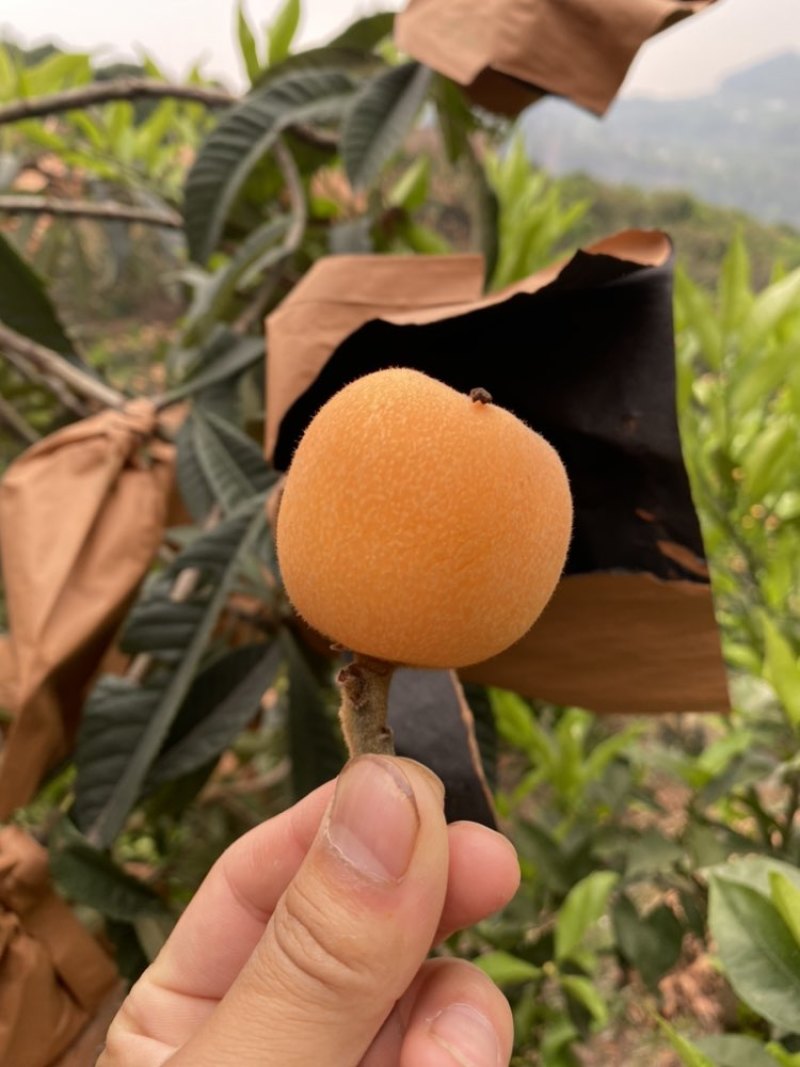 大五星枇杷