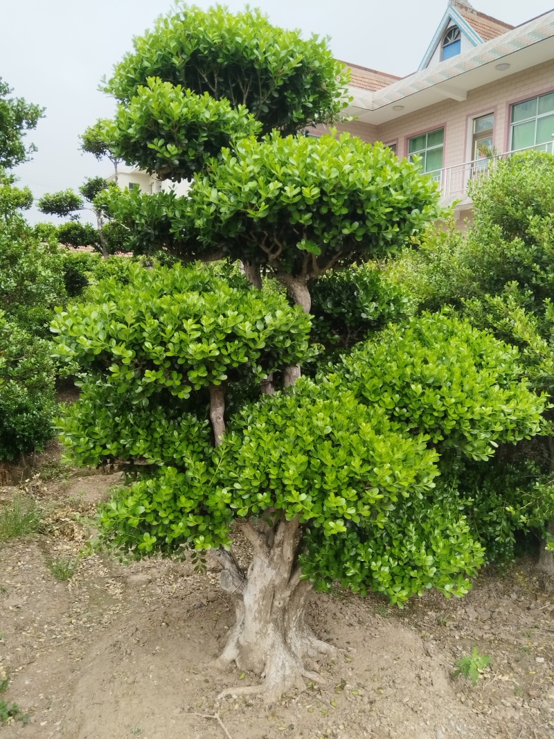 造型瓜子黄杨。