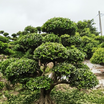 造型瓜子黄杨。