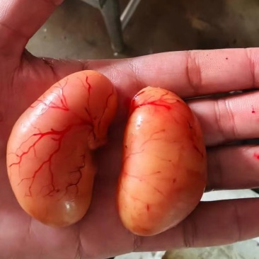 鸡腰子大肉食鸡母鸡三黄鸡腰子各种品种齐全质量产量稳定手续齐全