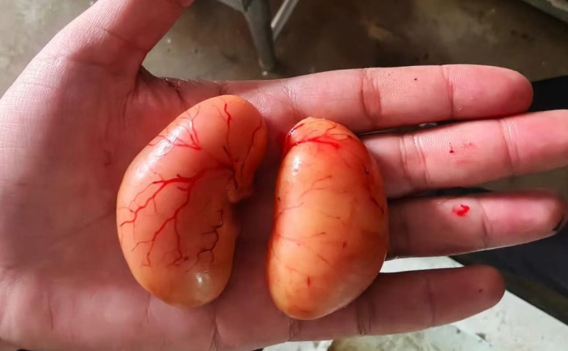 鸡腰子大肉食鸡母鸡三黄鸡腰子各种品种齐全质量产量稳定手续齐全