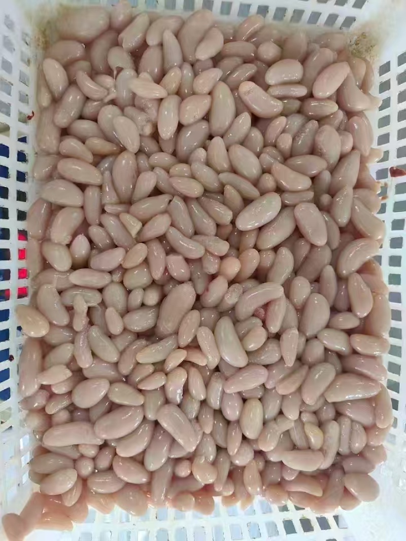 鸡腰子大肉食鸡母鸡三黄鸡腰子各种品种齐全质量产量稳定手续齐全