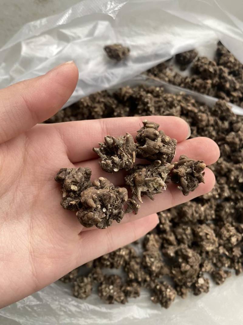 猫爪草