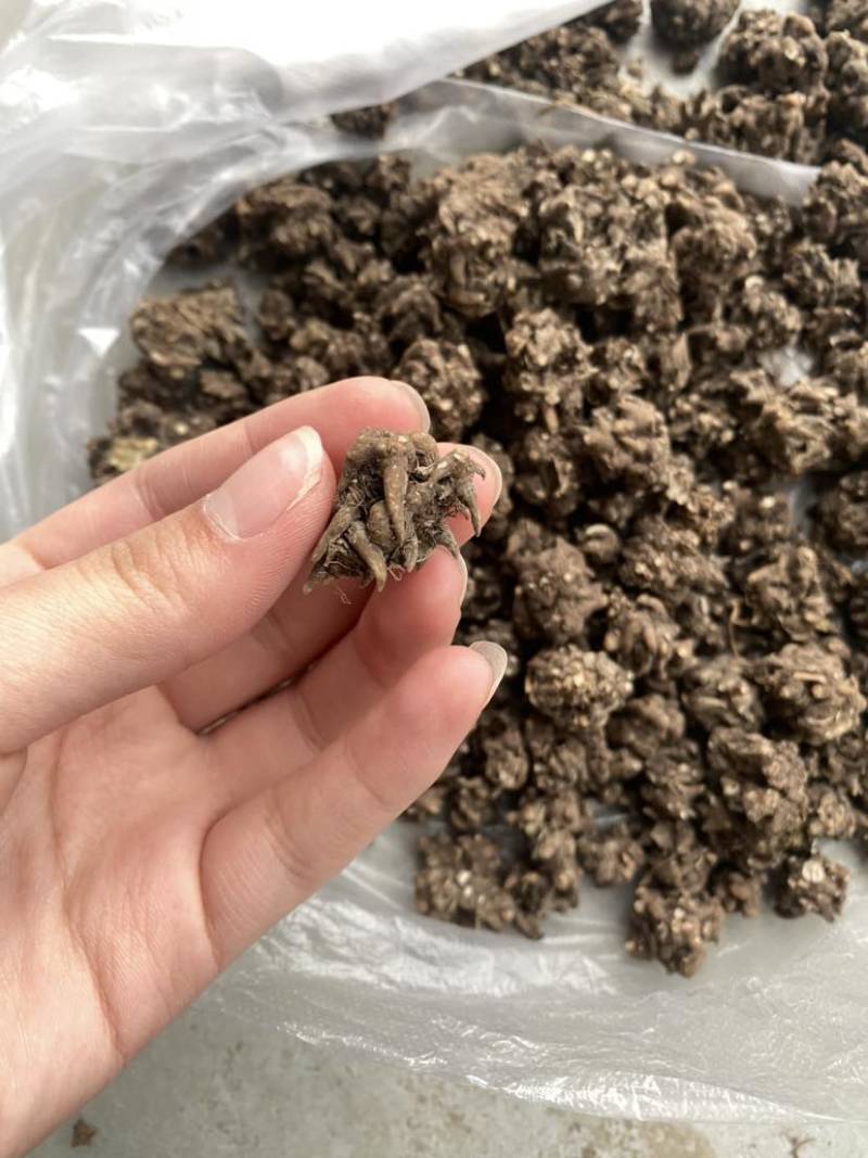 猫爪草