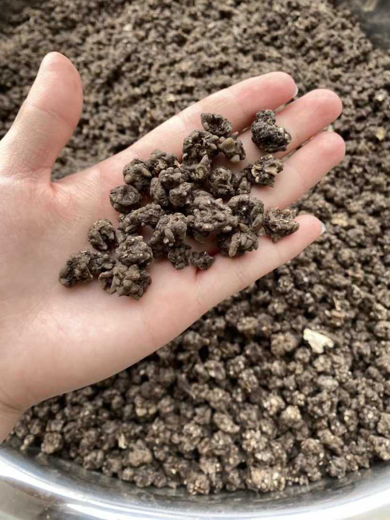 精品水洗两遍猫爪草