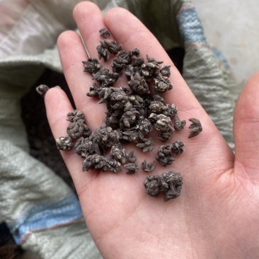 精品水洗两遍猫爪草
