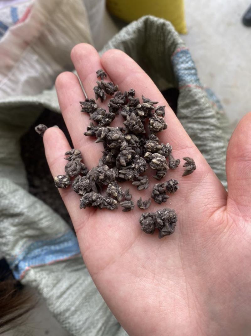 精品水洗两遍猫爪草
