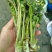 东北山野菜