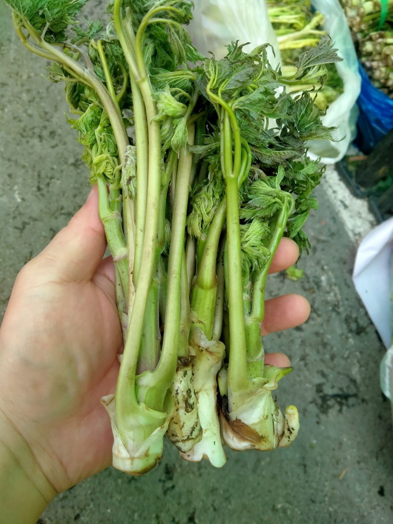 东北山野菜