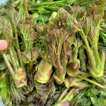 东北山野菜