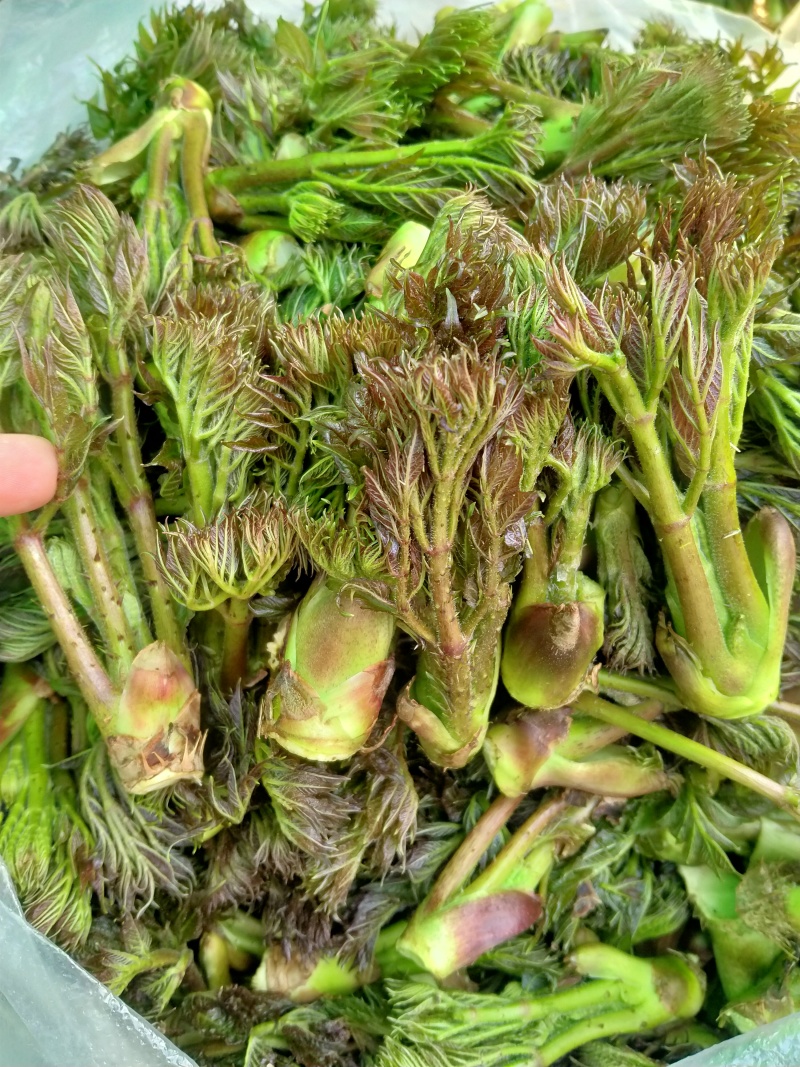 东北山野菜