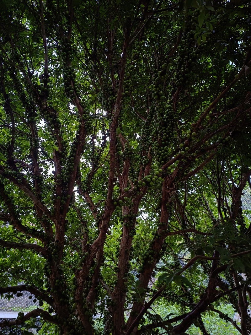 嘉宝果，树葡萄