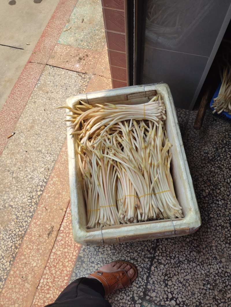 藕尖益阳桃江县