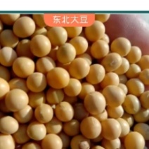 东北大豆
