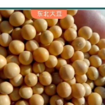 东北大豆