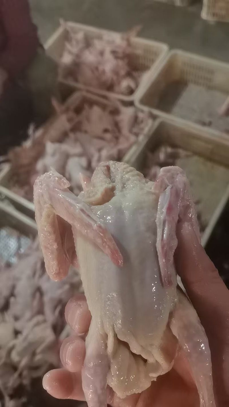 乳鸽