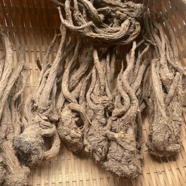 ￼无硫当归个子原装大中小一手货源长期供应