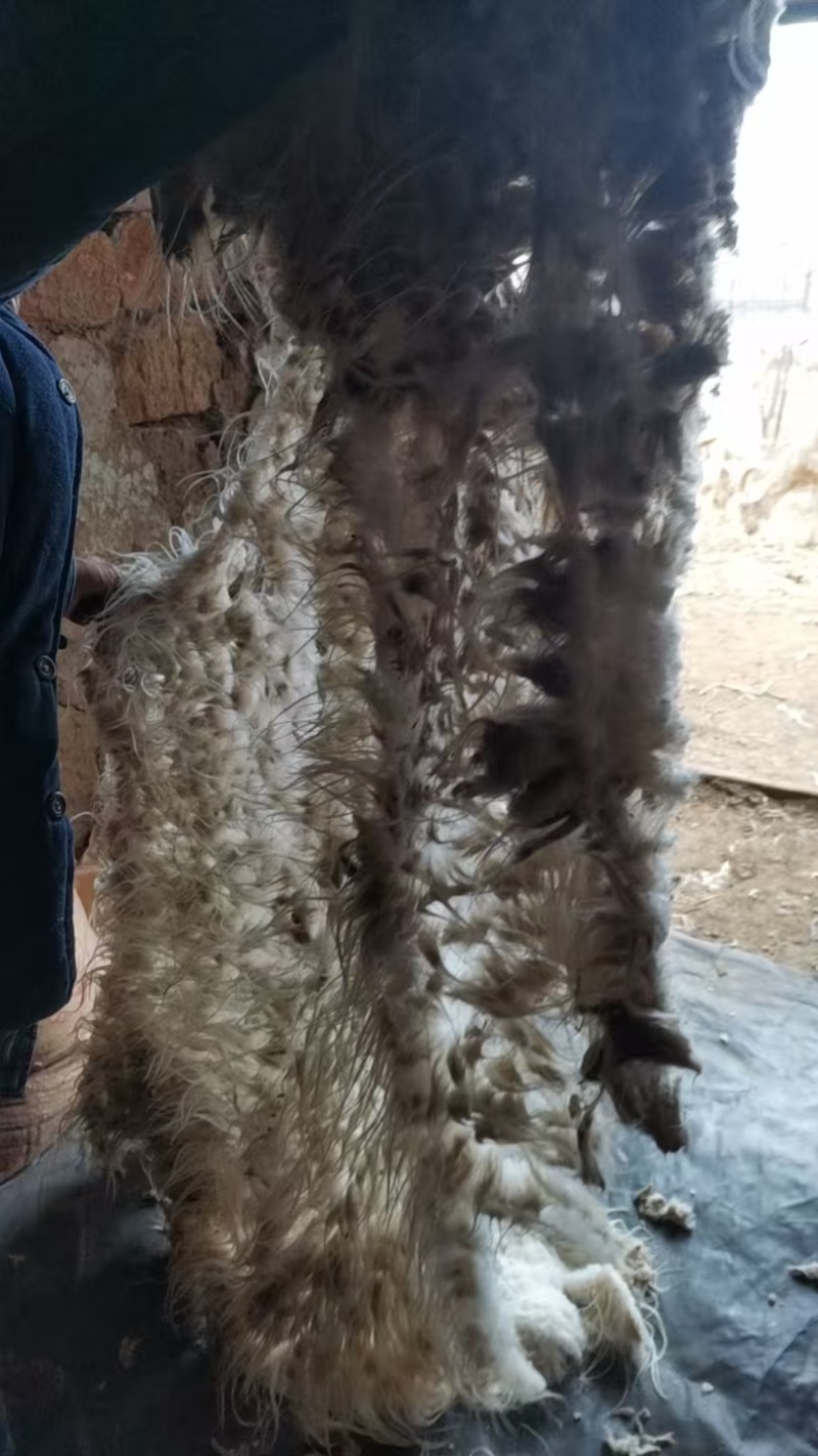 山羊毛