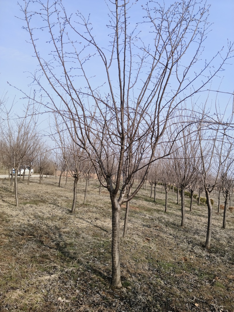山樱花
