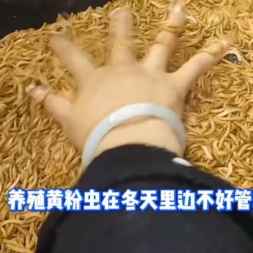 黄粉面包虫