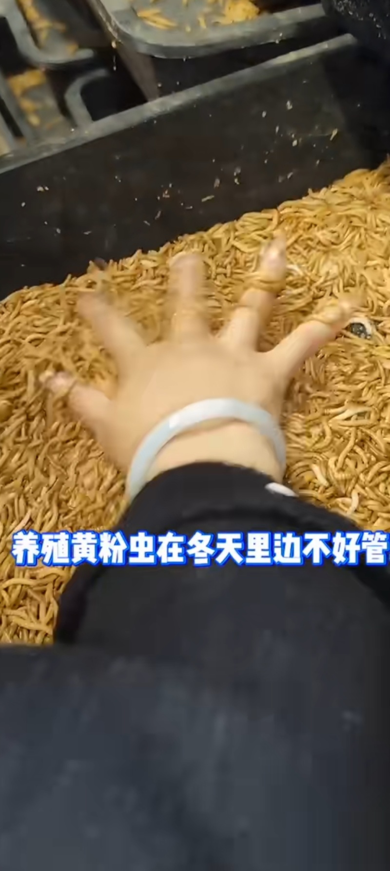 黄粉面包虫