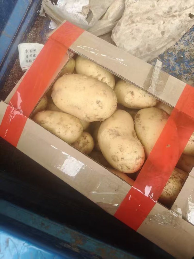 精品沃土土豆