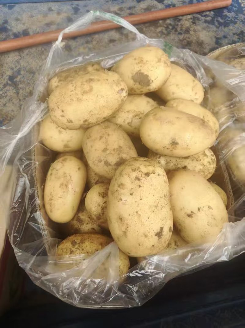 精品沃土土豆