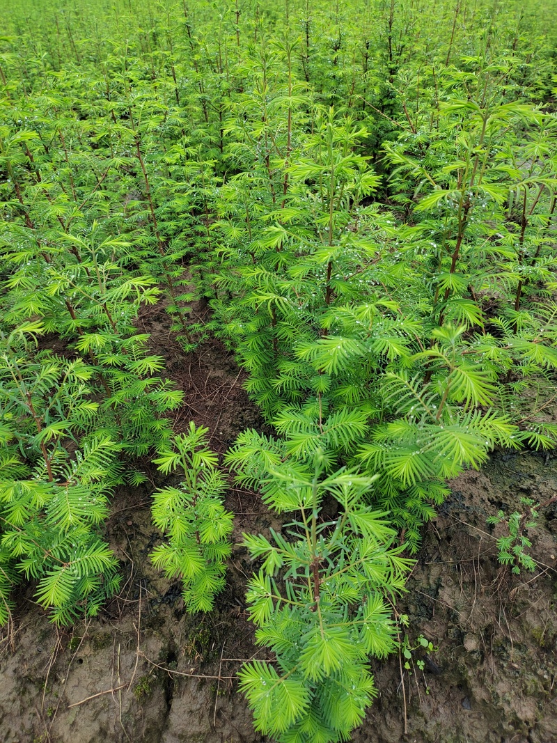 地径一公分水杉苗