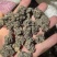 猫爪草