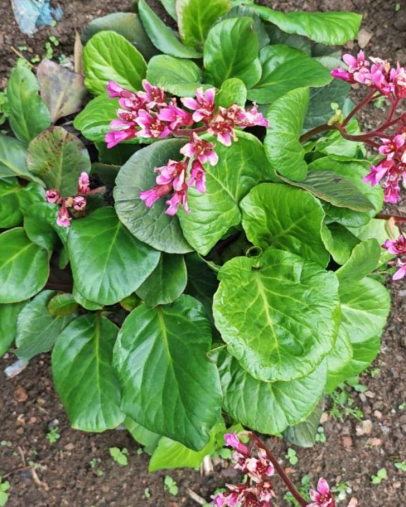 云南岩白菜