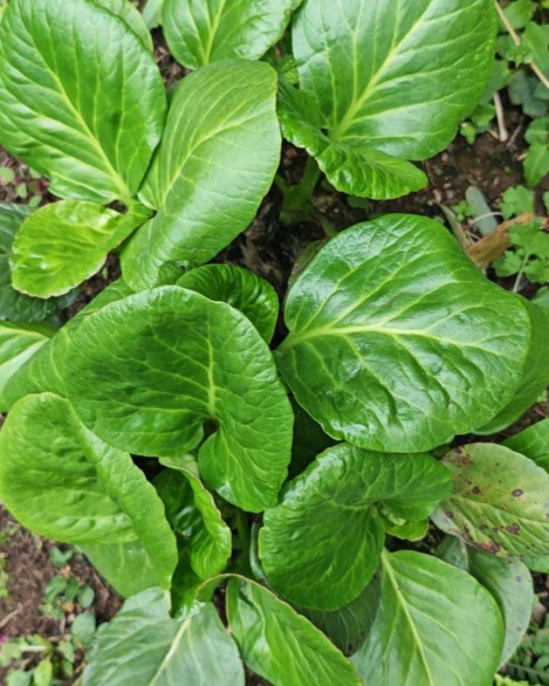 云南岩白菜