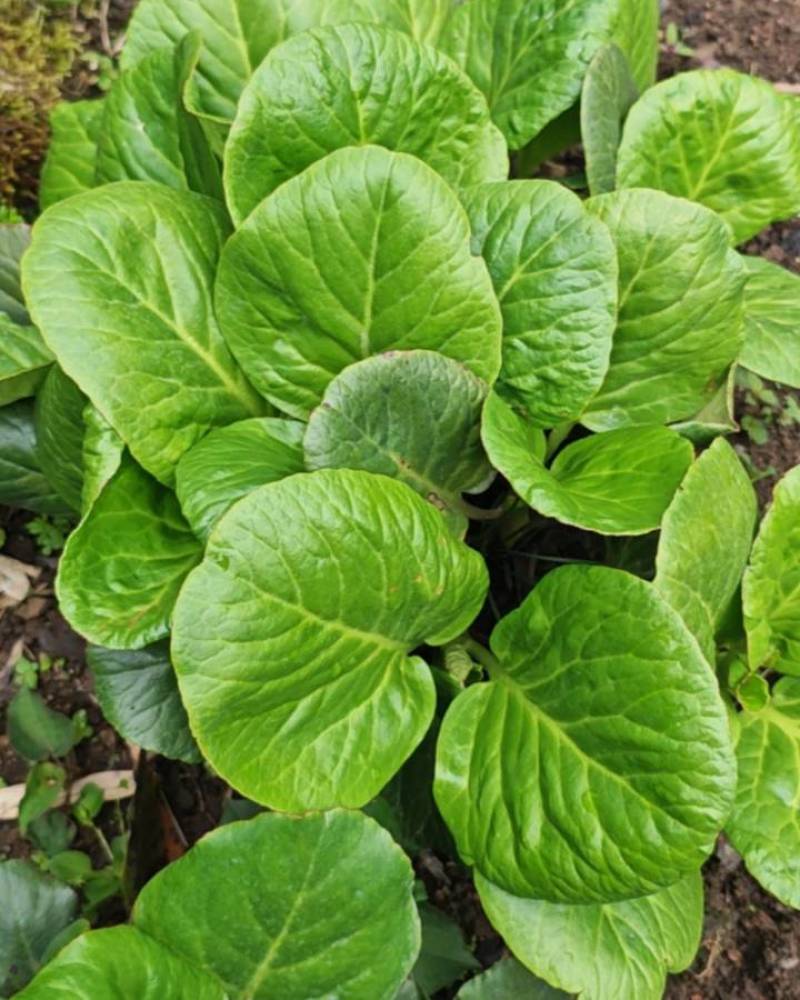 云南岩白菜