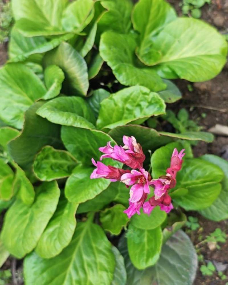 云南岩白菜