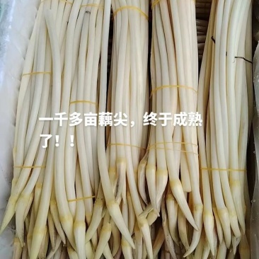 藕尖