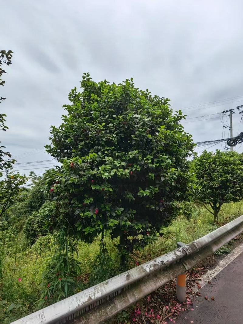 50年以上精品山茶