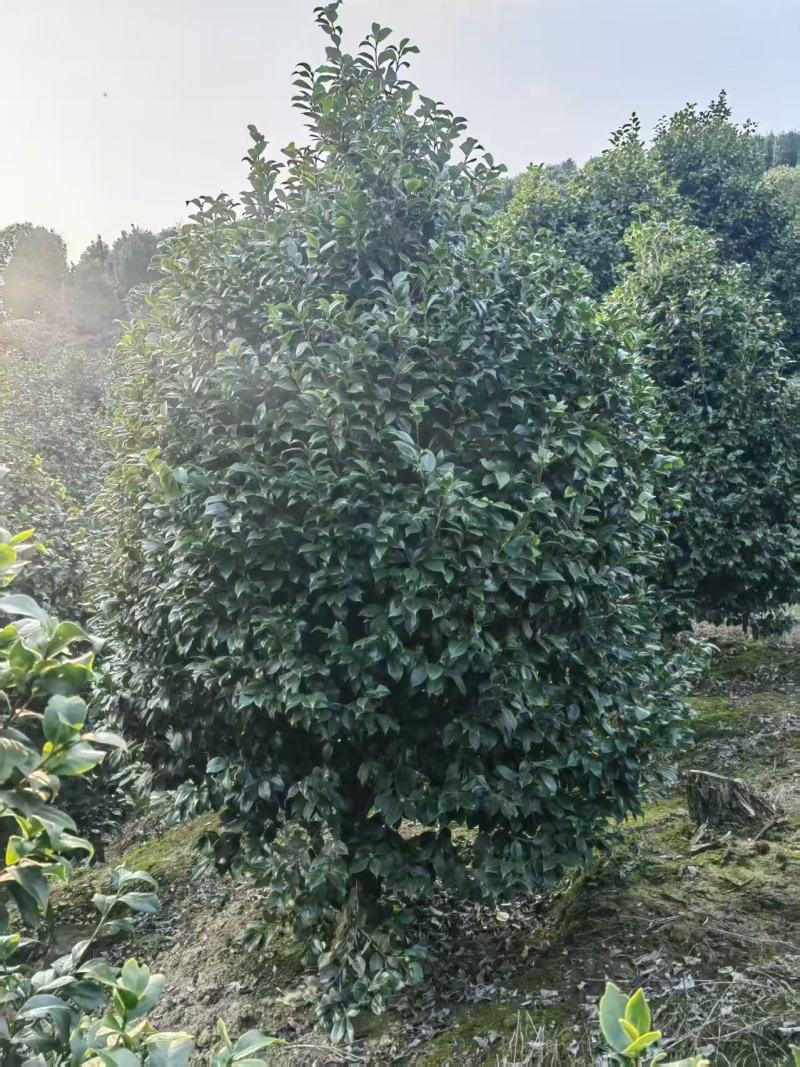 50年以上精品山茶