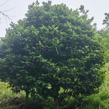 50年以上精品山茶