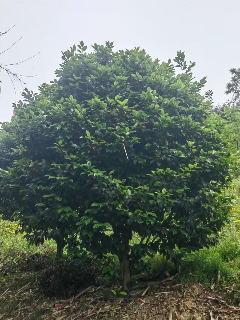 50年以上精品山茶