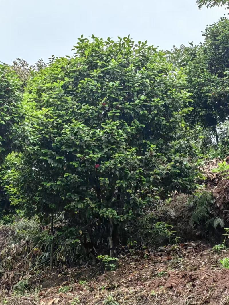 50年以上精品山茶