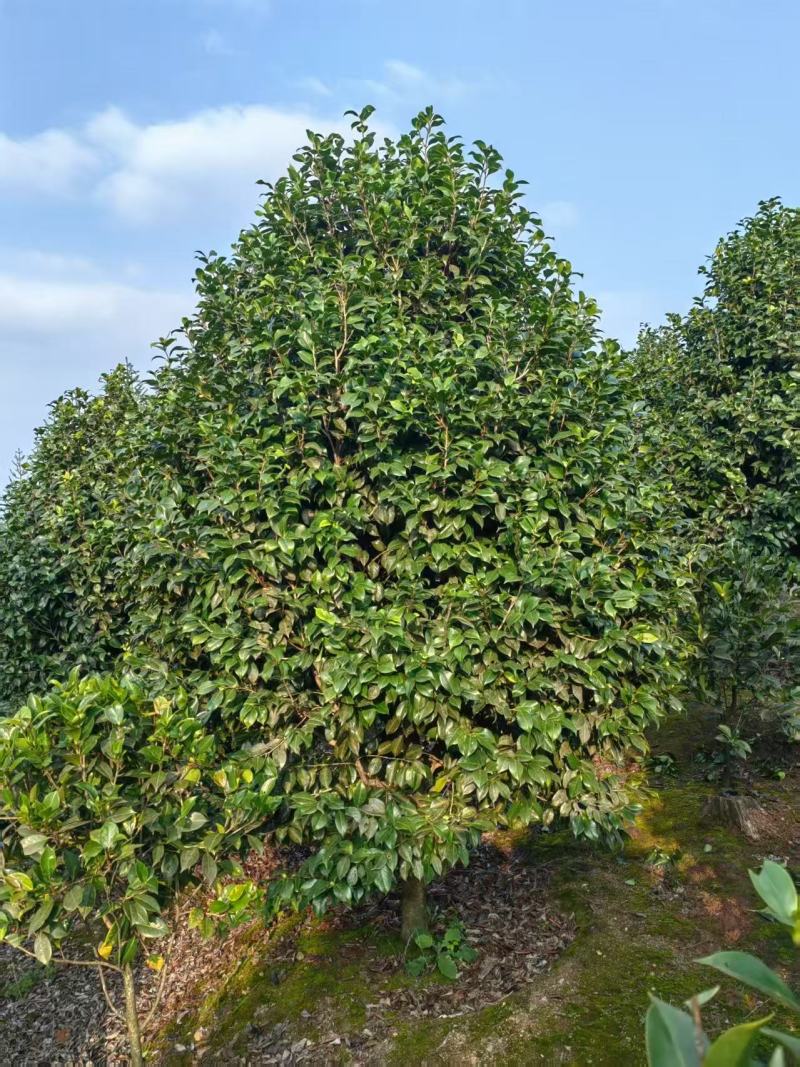 50年以上精品山茶