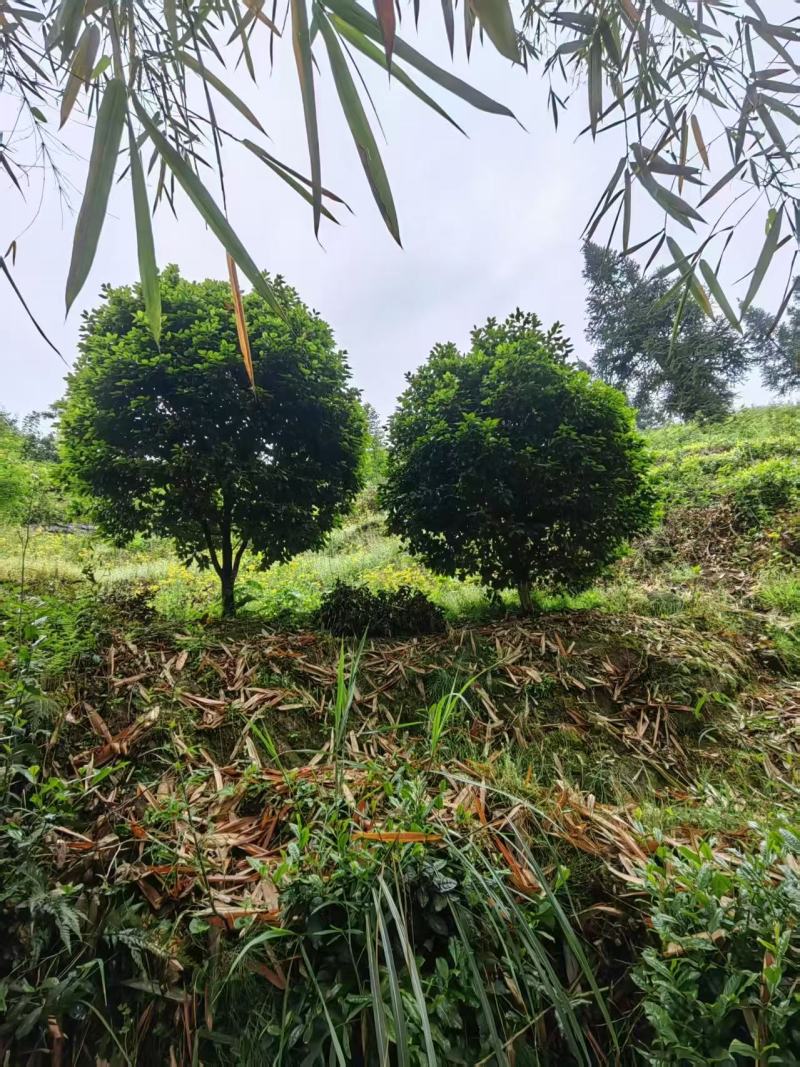 50年以上精品山茶