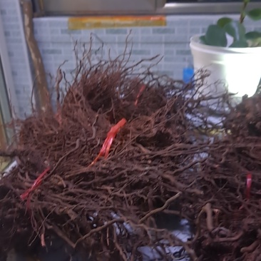 茜草根