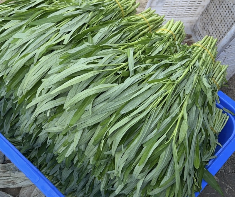 空心菜种植基地半青白