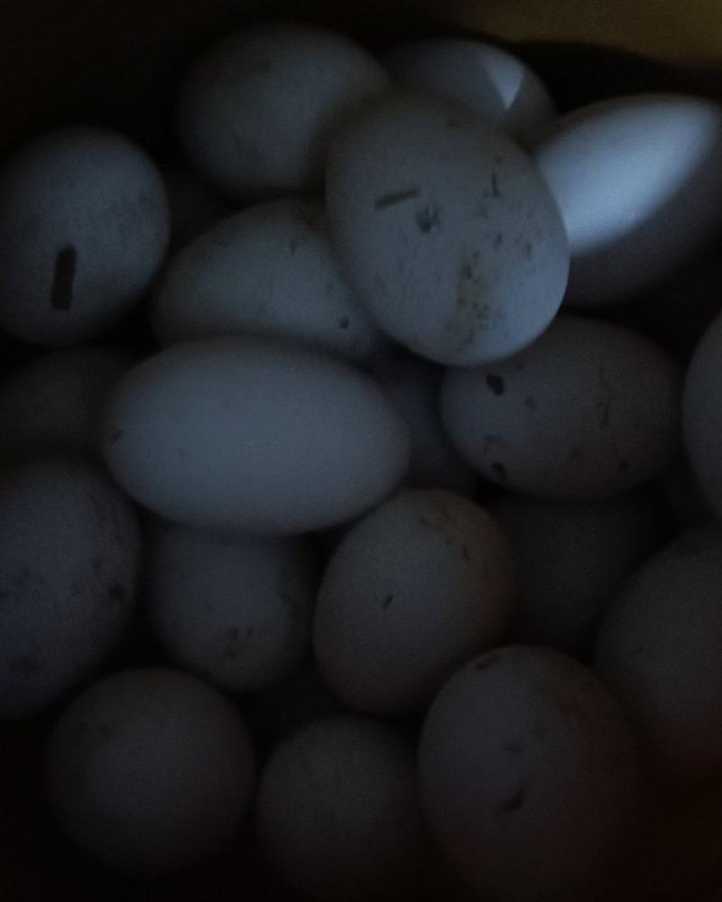 鹅蛋